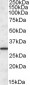 Goat Anti-ERP29 Antibody
